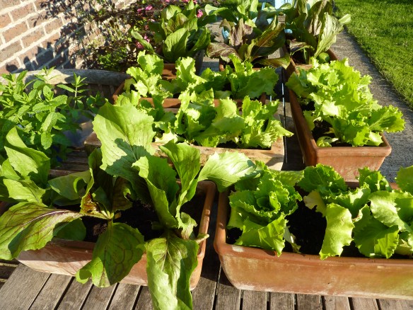 Deli Truck organic Lettuce farm