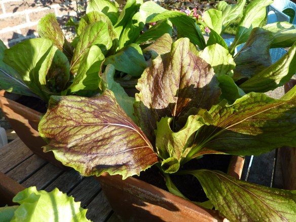 Deli Truck lettuce organic