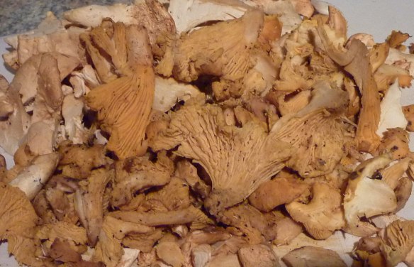 Selection of wild mushrooms