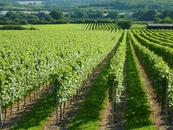 deli Truck, Squerryes Estate, champagne
