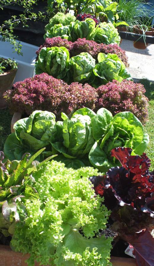 Deli Truck, salads, summer