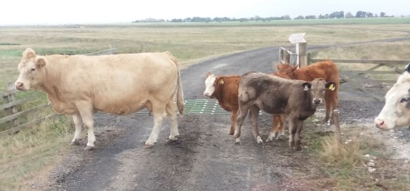 Deli Truck, wedding, Elmsley Nature reserve, catering,